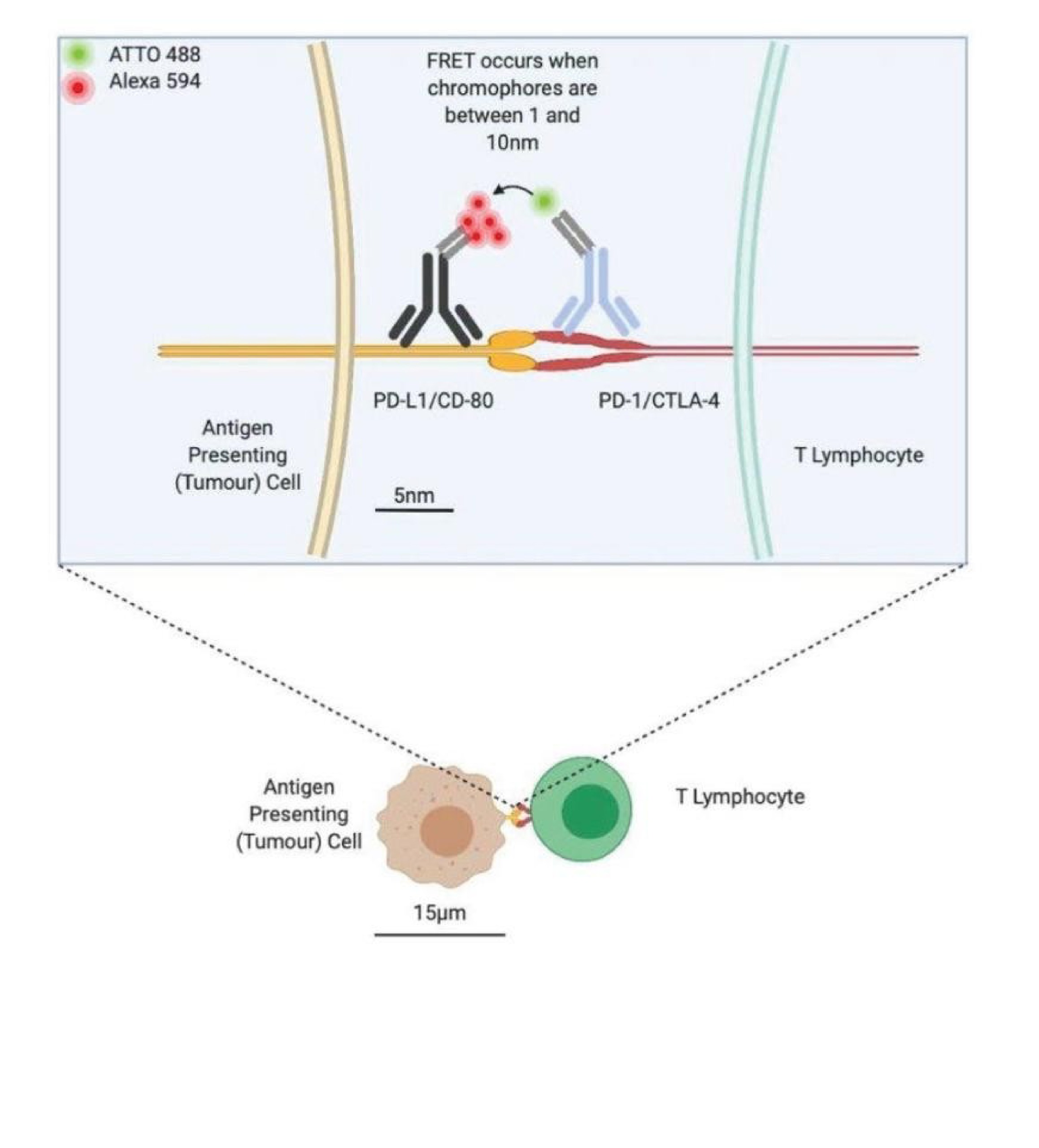 Figure 2: QF-Pro® detects FRET between the receptor (PD-1) and ligand (PD-L1) when they are interacting within 1-10nm.