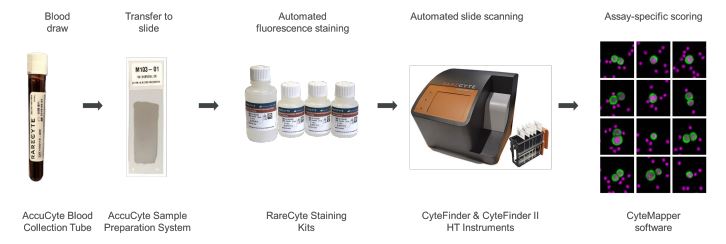 The RareCyte ARv7 CTC assay workflow.
