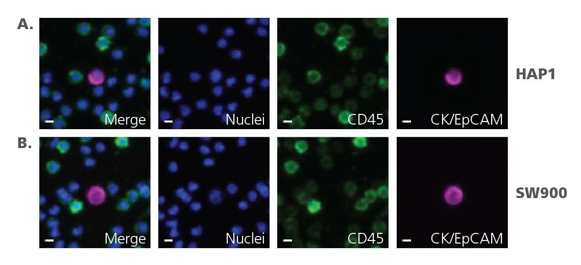 Image of 100 mCTCs printed to a slide 